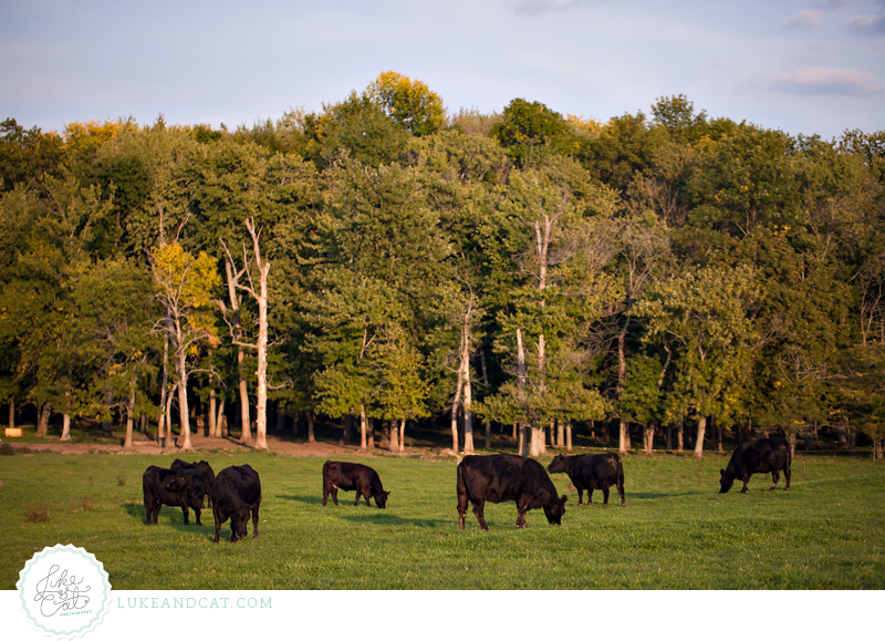 simmental cattle in pasture