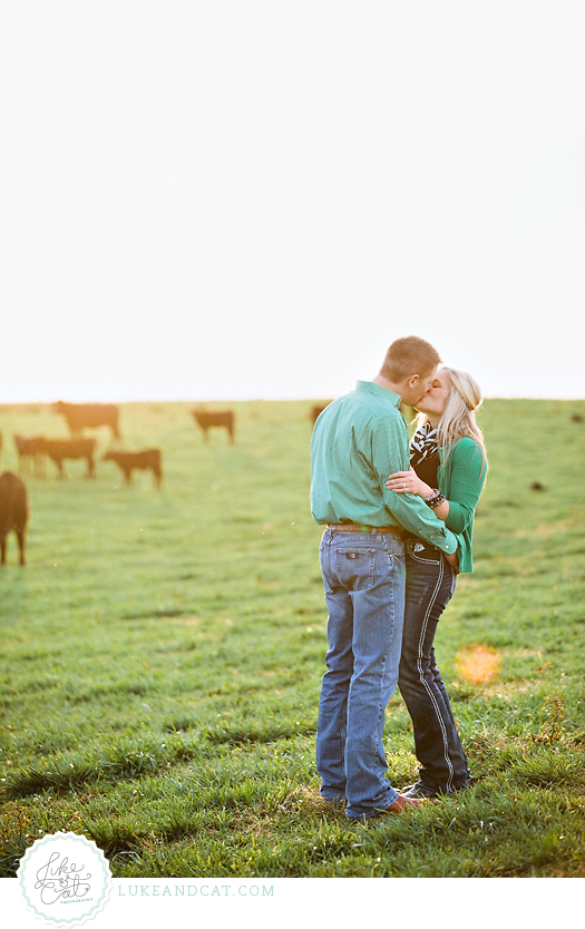 engagement session with cattle
